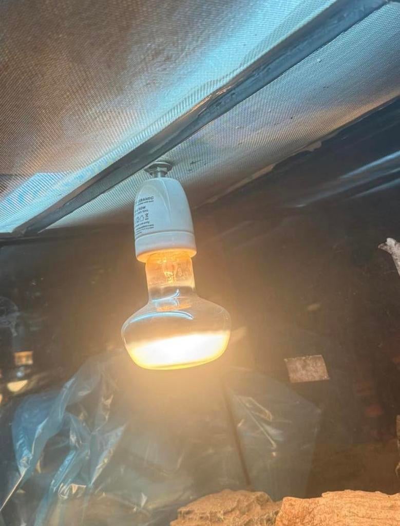 baardegaan de koop plus nog Blauwtongskink de koop, Dieren en Toebehoren