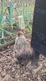 HAANTJE TE KOOP DRINGEND