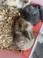 Mooie jonge dwergkonijntjes (leeuwenkopjes), Dieren en Toebehoren, Konijnen, Meerdere dieren, Dwerg, 0 tot 2 jaar