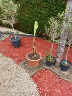 Bananenplantjes., Ophalen