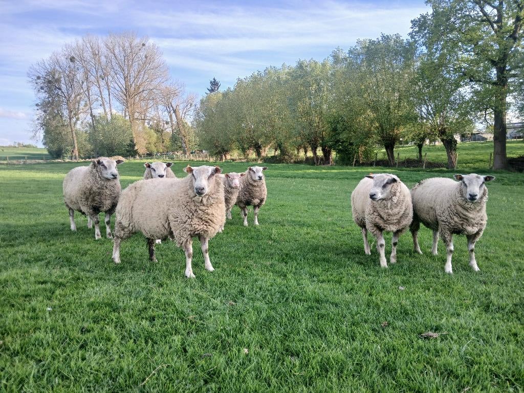 Schapen-bokken, Animaux & Accessoires, Moutons, Chèvres & Cochons
