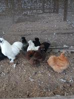 Verse broedeieren van zijdehoenders hennen, Dieren en Toebehoren, Pluimvee, Kip