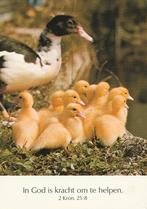 EEND  met  KUIKENS  + Mooie postzegel !, Verzamelen, Postkaarten | Dieren, Verzenden, 1980 tot heden, Gelopen, Vogel