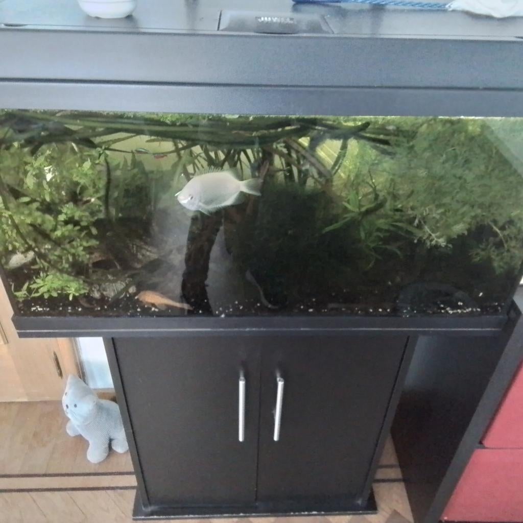 Juwel aquarium compleet met kast, Dieren en Toebehoren, Vissen | Aquaria en Toebehoren, Ophalen, Pomp, Juwel