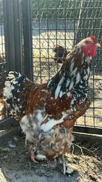 Brahma porcelein haan