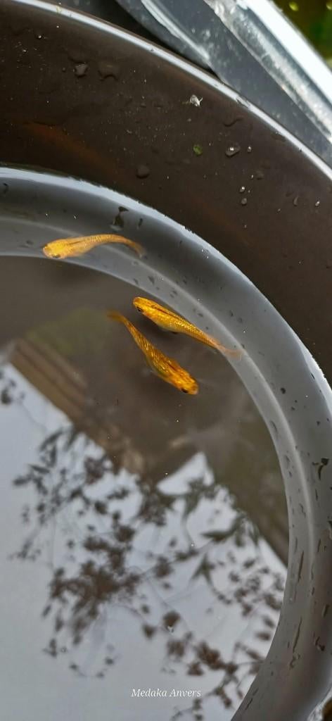 Yozakura Yellow X Gold Medaka LIMITED(5 stks), Animaux & Accessoires, Poissons | Poissons d'aquarium, Poisson, Poisson d'eau douce