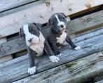 Mooie Amerikaanse Stafford pups, Dieren en Toebehoren, Parvo, België, 8 tot 15 weken, American Staffordshire Terriër