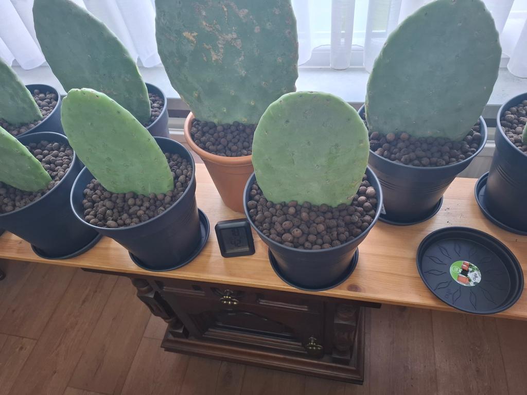 Cactus Opuntia indica. Landschildpad, Ophalen, Cactus