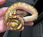 Python Regius Wookie enchi yb 100% het clown 1.1, Dieren en Toebehoren, Slang, Tam, 0 tot 2 jaar