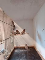 Japanse meeuwen, Ophalen