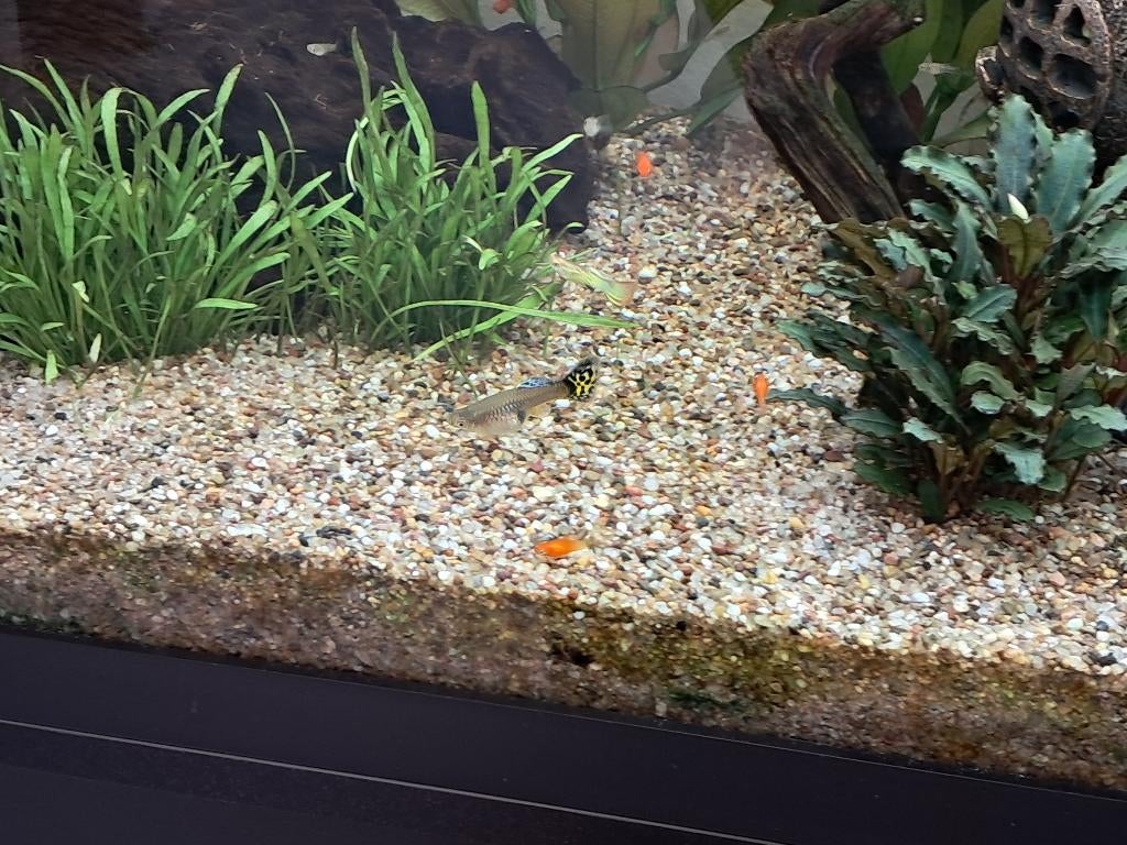 Zwangere guppy's, Dieren en Toebehoren, Vis, Zoetwatervis