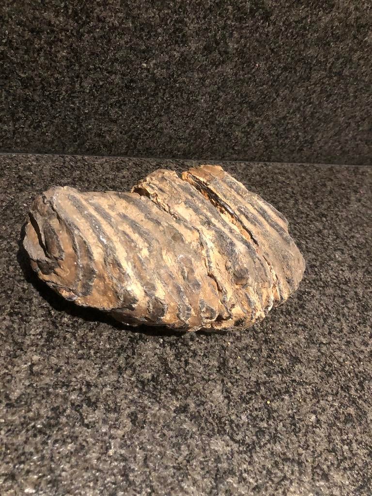 Mammoet kies, Ophalen of Verzenden