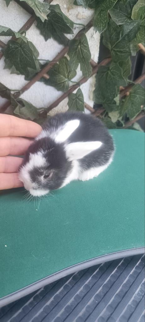 Lapins, Mâle, Oreilles tombantes, 0 à 2 ans