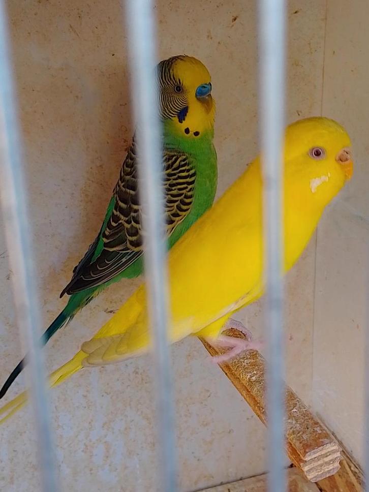 DIFFÉRENTES COULEURS DE JEUNES PERRUCHES PRÊTES À GRANDIR, Animaux & Accessoires, Oiseaux | Perruches & Perroquets, Perruche, Plusieurs animaux