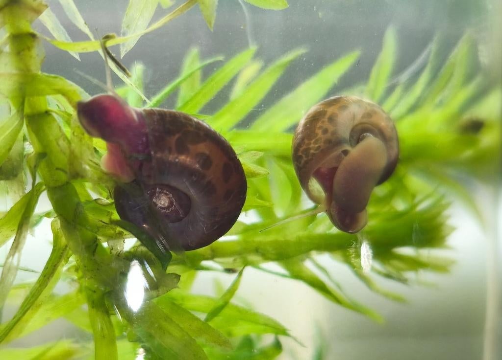 Escargot d'aquarium léopard (planorbe), Animaux & Accessoires, Enlèvement