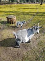 Blauw schimmel dwerg geitjes, Dieren en Toebehoren, Meerdere dieren, Geit