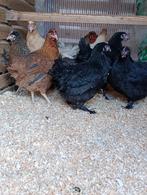 ZONDAG OPEN alle rassen 5 +1 gratis 0499/082381, Dieren en Toebehoren, Pluimvee, Vrouwelijk, Kip