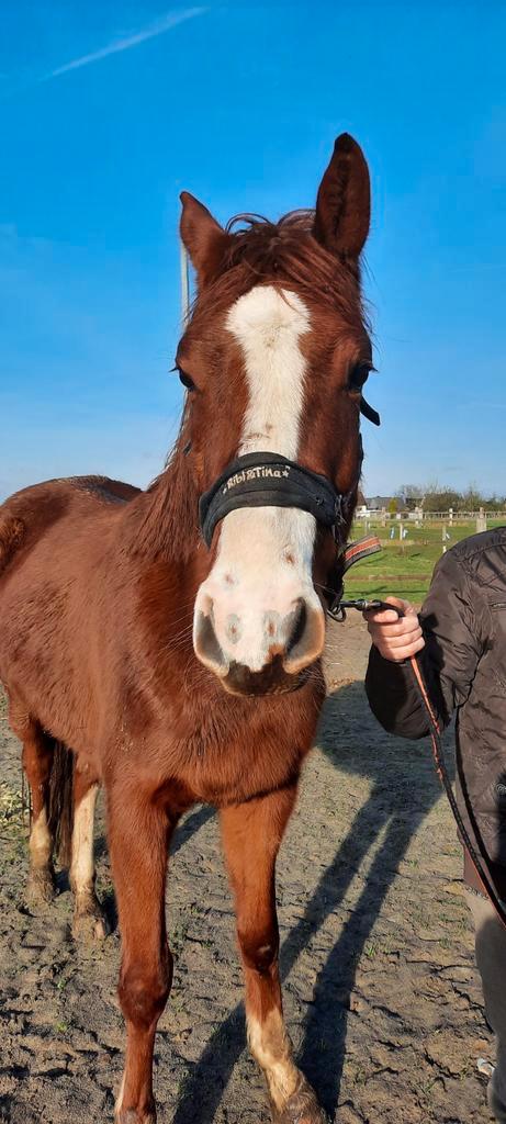 4 jarige zangersheide ruin, Animaux & Accessoires, Chevaux, Hongre, M, 160 à 165 cm