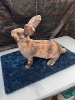 Vlinder konijnen mannetjes 11weken oud 25€, Dieren en Toebehoren