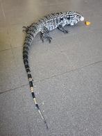 Argentijnse Zwart-Wit Tegu, Overige soorten, Met terrarium, 3 tot 6 jaar