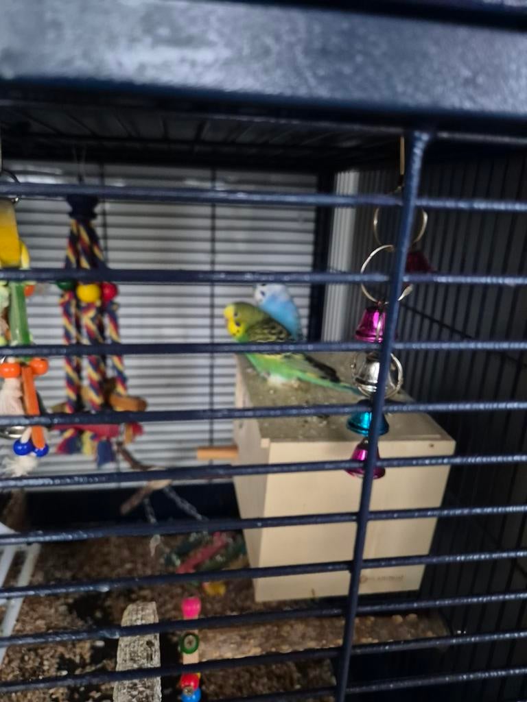 Koppel grasparkieten te koop, Dieren en Toebehoren