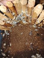 Porcellio laevis diary cow, Animaux & Accessoires, Autres espèces