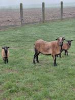 Moutons du Cameroun avec agneaux, Animaux & Accessoires, Mouton