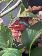 Ambilobe Panther Chameleon, Dieren en Toebehoren, Reptielen en Amfibieën, Overige soorten, Tam, 0 tot 2 jaar