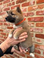 Sesam Shiba-Inu pups, Dieren en Toebehoren, België, Overige rassen, 8 tot 15 weken, Meerdere