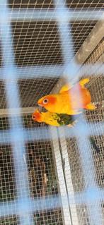 Associer une perruche à un test ADN, Plusieurs animaux, Perruche, Bagué