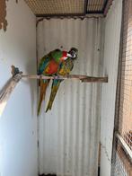 ara shamrock man x miligold pop, Dieren en Toebehoren, Vogels | Parkieten en Papegaaien, Meerdere dieren, Papegaai, Geringd