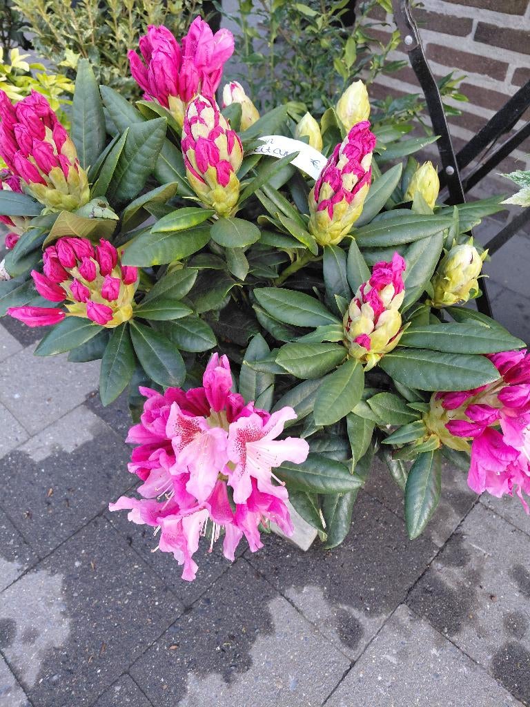 Rhododendron Cosmopolitan, Tuin en Terras, Planten | Tuinplanten, Ophalen