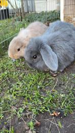minilop konijntjes te koop, Dieren en Toebehoren, Konijnen, Meerdere dieren, Dwerg, Hangoor, 0 tot 2 jaar
