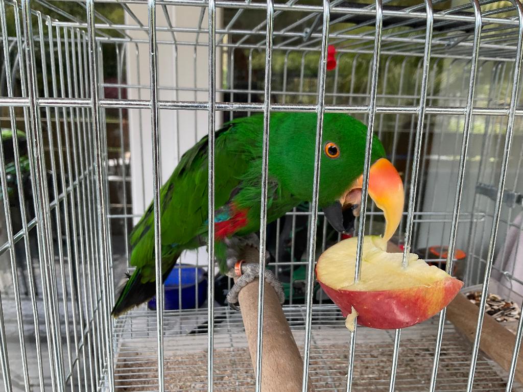 Perroquet eclectus aprivoisee, Mâle, Perroquet