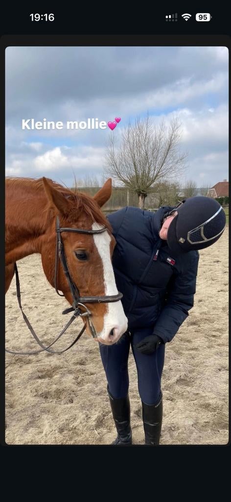 Merrie, Dieren en Toebehoren, Merrie, Zadelmak
