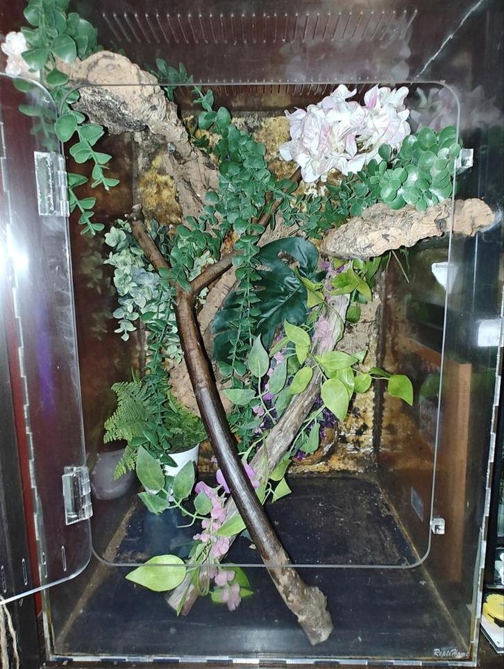 Repti home terrarium, Dieren en Toebehoren, Reptielen en Amfibieën | Toebehoren, Gebruikt, Terrarium of Paludarium, Ophalen