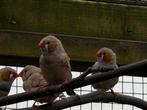 zebravinkjes, Dieren en Toebehoren, Vogels | Overige Vogels, Mannelijk, Tropenvogel, Tam