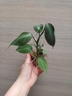 Philodendron camposportuanum, Huis en Inrichting, Kamerplanten, Ophalen of Verzenden