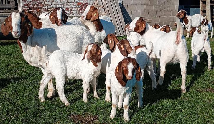 Boergeit miekes en bokken, Animaux & Accessoires, Moutons, Chèvres & Cochons, Chèvre, Plusieurs animaux