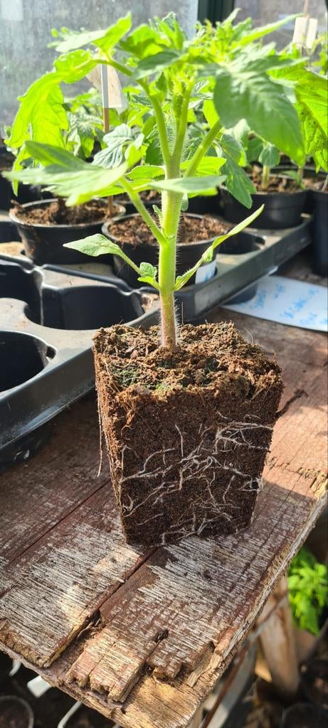 (NOG EVEN)MEERDERE SOORTEN TOMATENPLANTEN., Jardin & Terrasse, Enlèvement