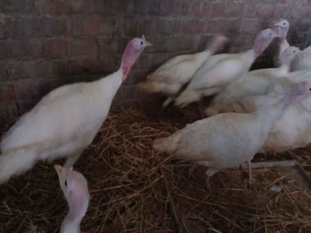 Midget white kalkoen koppel, Kalkoen