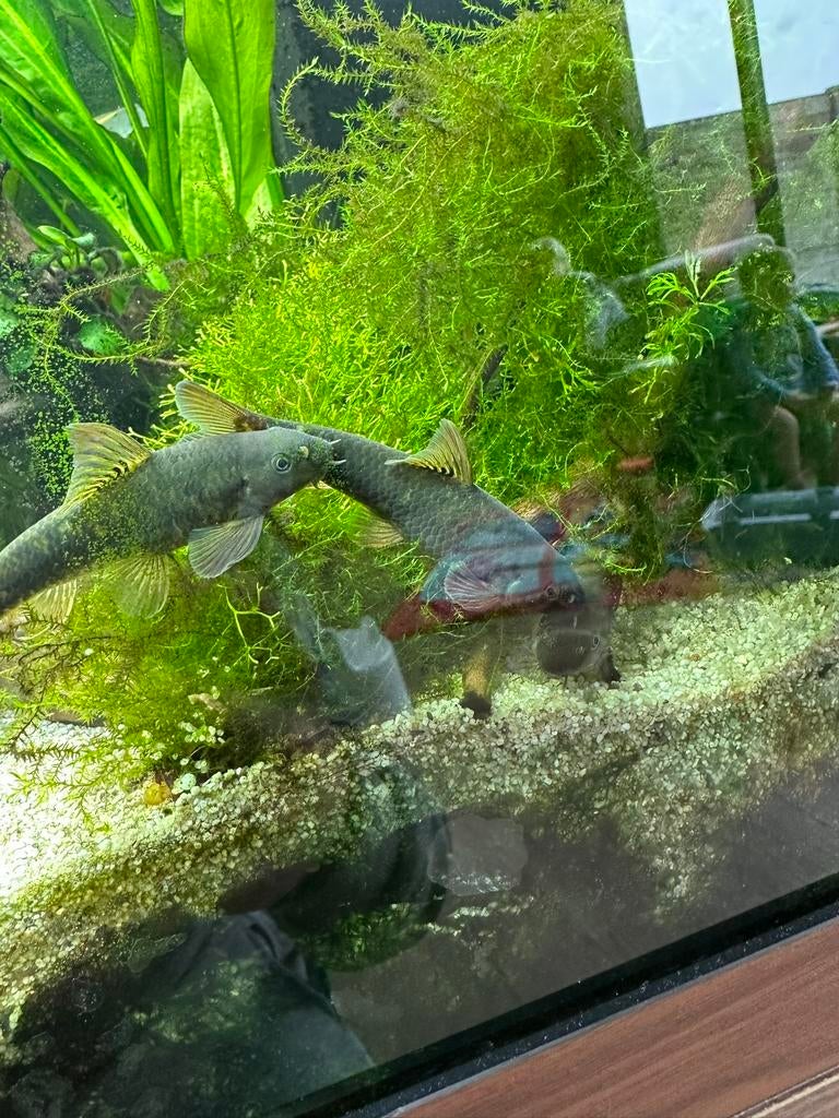 3 volwassen Garra Rufa - doktervis - knabbelvis, Vis, Zoetwatervis