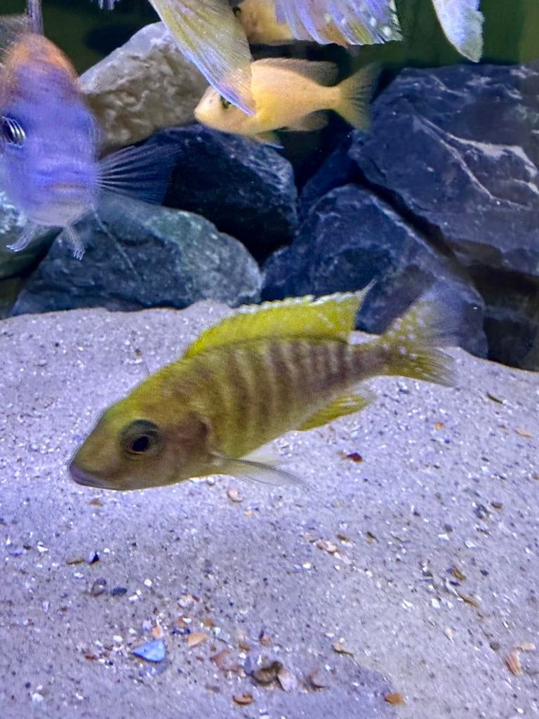 A vendre : Aulonocara baenschi (jeune mâle), Animaux & Accessoires, Poissons | Poissons d'aquarium, Poisson d'eau douce, Poisson