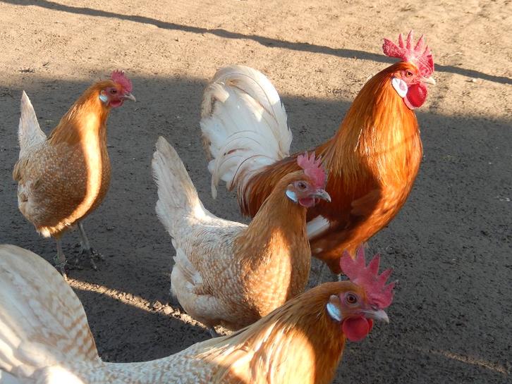 Œufs à incuber - poule frisée, Animaux & Accessoires, Volatiles, Poule ou poulet