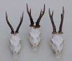 3 x mooi gebleekte REE SCHEDEL - ref. U, Ophalen of Verzenden, Zo goed als nieuw, Hert, Schedel