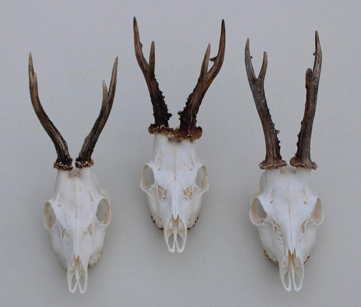 3 x mooi gebleekte REE SCHEDEL - ref. U, Collections, Collections Animaux, Comme neuf, Crâne, Cerf, Enlèvement ou Envoi