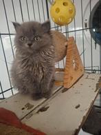 Brits kort en langhaar kittens, Dieren en Toebehoren, Poes, Gechipt, 0 tot 2 jaar