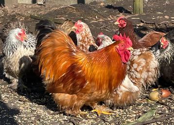 Broedeieren cochin krielen gemengde toom, Dieren en Toebehoren, Pluimvee, Kip
