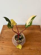 Philodendron Strawberry Shake, Ophalen of Verzenden