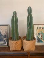 Twee grote cactussen, Enlèvement